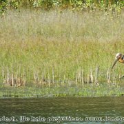 Sundarbans_10