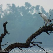 Sundarbans_27