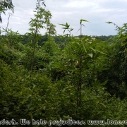 Rajkandi_Reserve_Forest_03