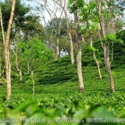 Srimangal_surroundings_09