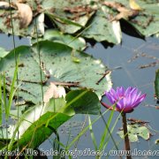 Srimangal_surroundings_14