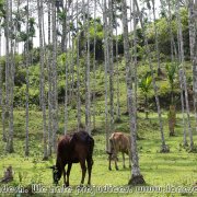 Srimangal_surroundings_18