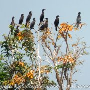 Tanguar_Haor_02