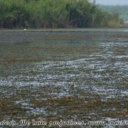 Tanguar_Haor_05