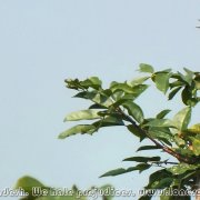 Tanguar_Haor_09