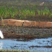 Tanguar_Haor_11