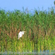 Tanguar_Haor_17