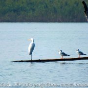 Tanguar_Haor_18