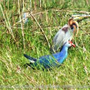 Tanguar_Haor_19