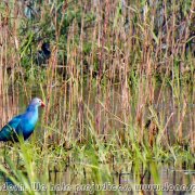 Tanguar_Haor_20