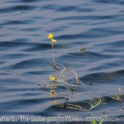 Tanguar_Haor_27