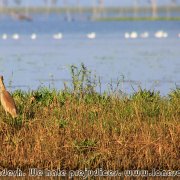 Tanguar_Haor_29