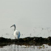 Tanguar_Haor_35