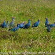 Tanguar_Haor_39