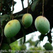 Rajshahi_University_05