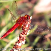 Kaptai_National_Park_2