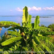 Kaptai_National_Park_4