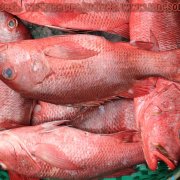 Fish_Market_04