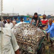 Fish_Market_06