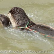 Otter_fishermen_02