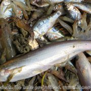 Otter_fishermen_05