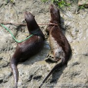 Otter_fishermen_06