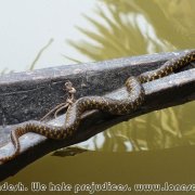 Otter_fishermen_08