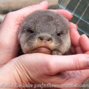 Otter_fishermen_11