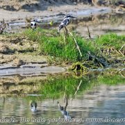 Otter_fishermen_17