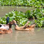 Otter_fishermen_21