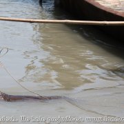 Otter_fishermen_25