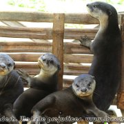 Otter_fishermen_31