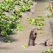 Otter_fishermen_32