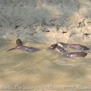 Otter_fishermen_36