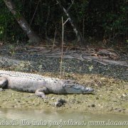 Sundarbans_01