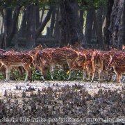 Sundarbans_02