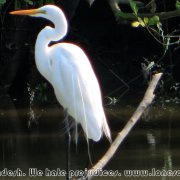 Sundarbans_03