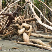 Sundarbans_07