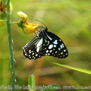 Sundarbans_12