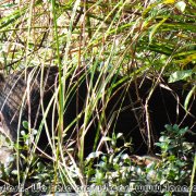 Sundarbans_14