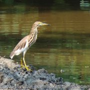 Sundarbans_15