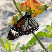 Sundarbans_18