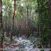 Sundarbans_19