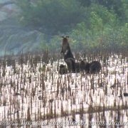 Sundarbans_21