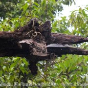 Sundarbans_22