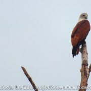 Sundarbans_24