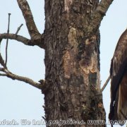 Sundarbans_25