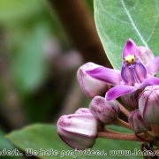 Sundarbans_26