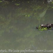 Sundarbans_28