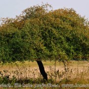 Sundarbans_32